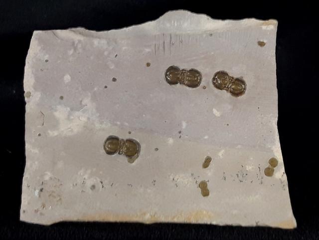 Peronopsis interstricta (WHITE 1874) - Bild &copy; FossNet FossilienStore